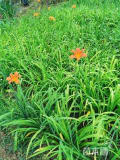 高度45厘米鸢尾