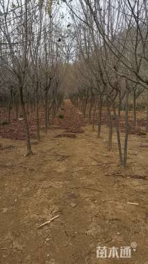 8公分福建山樱花