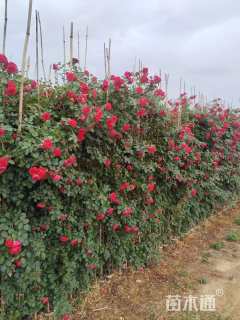 200厘米藤本月季