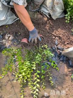 高度50厘米金叶女贞