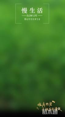 高度15厘米假龙头