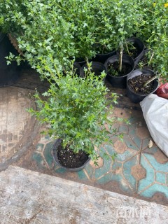 高度40厘米木槿