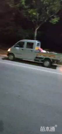 高度25厘米粉黛乱子草