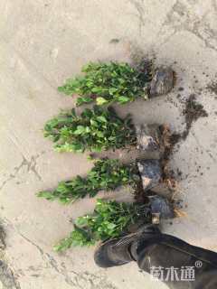 高度30厘米大叶黄杨