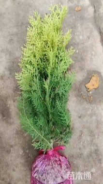 高度40厘米洒金柏