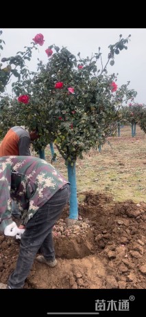 高度150厘米高杆月季