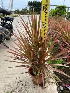 高度50厘米七彩马尾铁