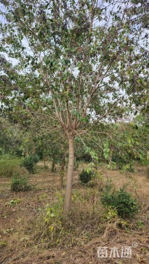 12公分大叶女贞