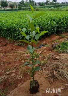 0.7公分川滇桤木