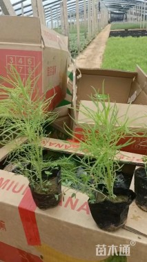 高度30厘米地肤