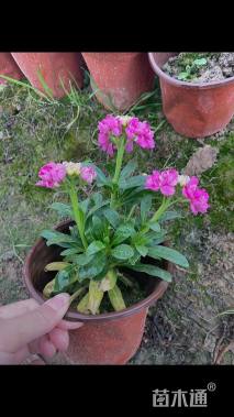 高度25厘米紫罗兰