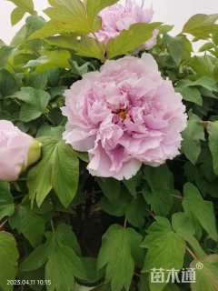 高度50厘米牡丹