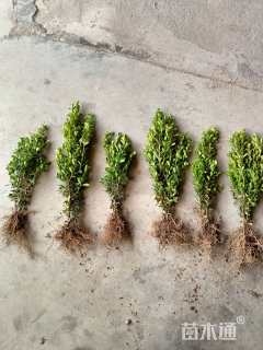 高度30厘米瓜子黄杨