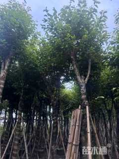 12公分海南蒲桃