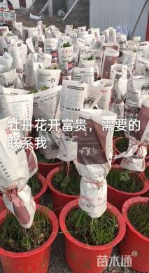 高度70厘米牡丹