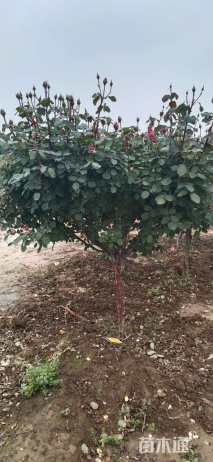 高度130厘米月季