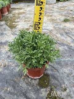 高度20厘米芙蓉菊