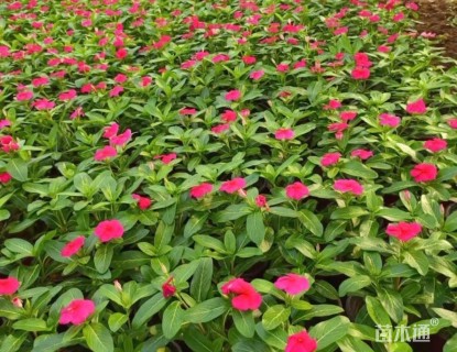 高度20厘米长春花