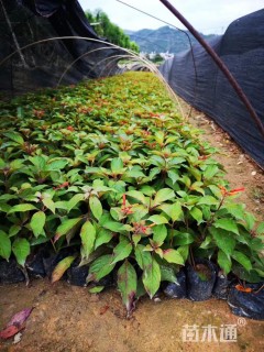 高度15厘米长隔木