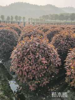 冠幅100厘米红叶石楠球