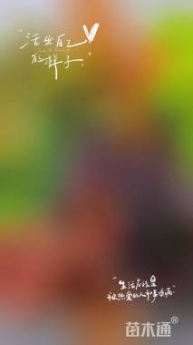 高度15厘米矾根