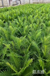 高度50厘米乌毛蕨