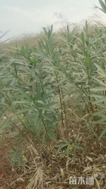 高度100厘米夹竹桃