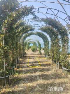 高度260厘米月季