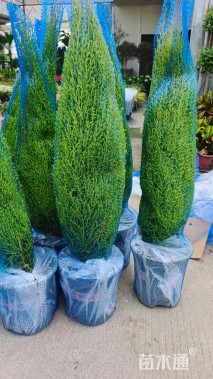 高度80厘米甘松