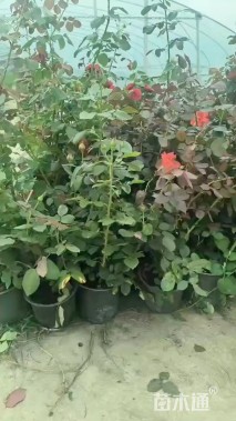 高度30厘米玫瑰