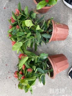 高度30厘米龙船花