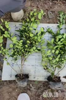 高度50厘米金森女贞