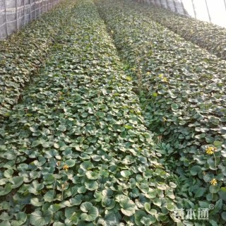 高度25厘米大吴凤草