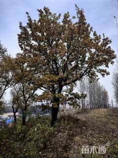 30公分蒙古栎