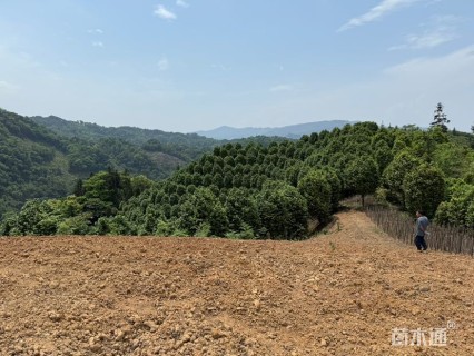 高度280厘米茶花