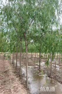 6公分柳树
