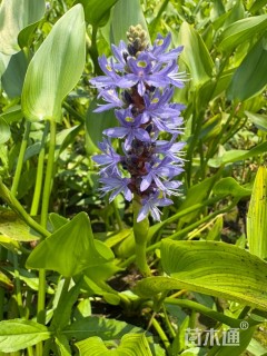 高度15厘米梭鱼草