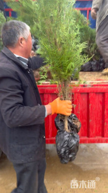 高度100厘米侧柏