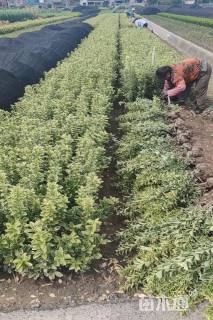 高度45厘米金边黄杨