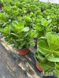 高度10厘米羽衣甘蓝