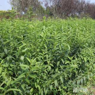 高度50厘米连翘