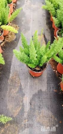 高度20厘米狐尾天门冬