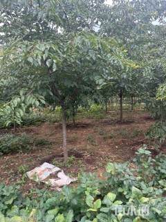 10公分染井吉野樱