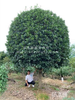 20公分桂花