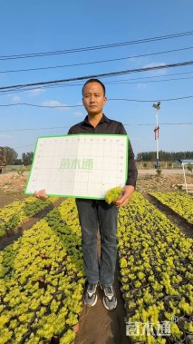 高度25厘米金叶佛甲草