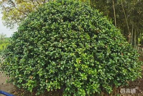 冠幅80厘米无刺枸骨球