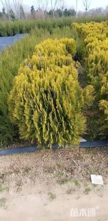 冠幅100厘米洒金柏球