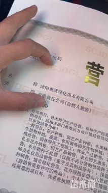 高度10厘米金光菊