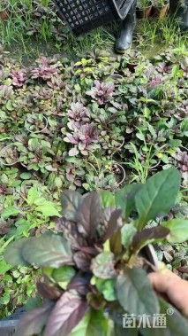 高度10厘米筋骨草