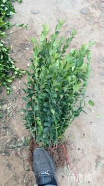 高度40厘米卫矛小苗